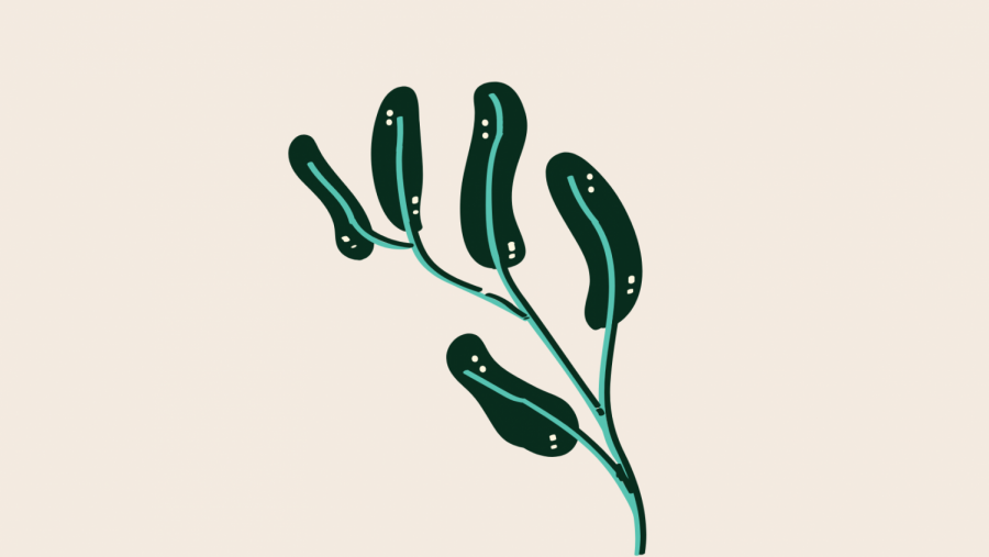 Growth